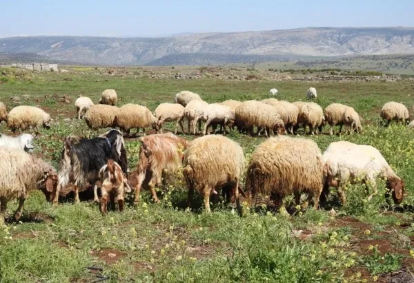 gaziantepte-kurbanlik-fiyatlari-belli-oldu-1655240040999.jpg Gaziantep'te kurbanlık fiyatları belli oldu-3