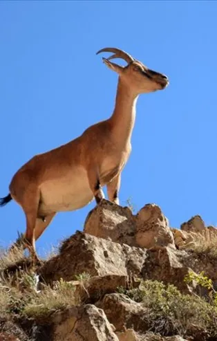 Kaçak yaban keçisi avına 420 bin TL ceza