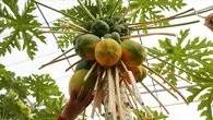 Papaya gençleştirir