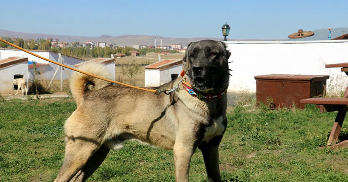 Dünyaca ünlü Sivas Kangalı’na yurt dışından talep yağıyor! Lüks otomobil parası veren var!