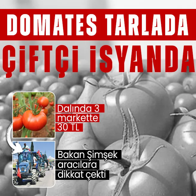 Domates tarlada çiftçiler eylemde! Market fiyatları isyan ettirdi! Bakan Şimşek değerlendirdi: Çok aracı var