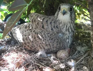 Yırtıcı kuş iş yerine yuva yaptı! Her gün yılan ve fare taşıyor