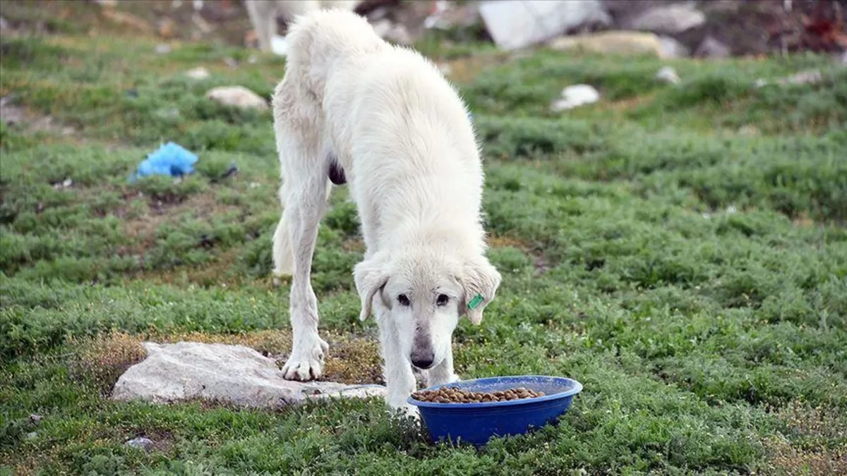 Başıboş köpek düzenlemesinin detayları belli oldu! AK Parti Sözcüsü Ömer Çelik açıkladı: Meclis'e geliyor