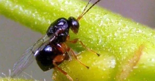 Katil arı paniği! Ağaçları kurutuyor...