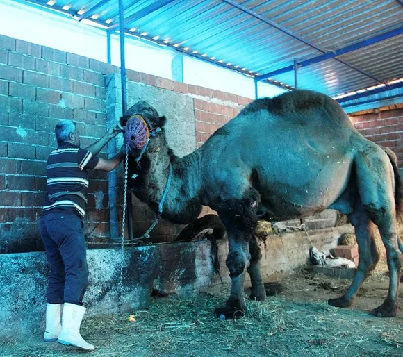 Bakıcısını öldüren deve kasaplara emanet edildi-2