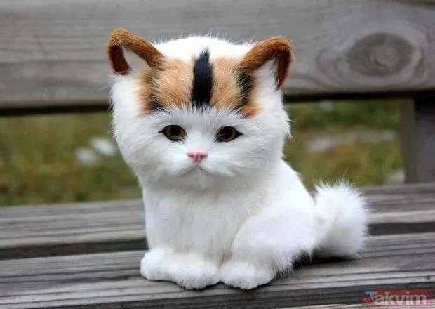 Rüyada eve kedi girmesinin anlamı ve yorumu nedir? Rüyada kedinin