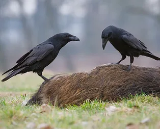 Kuzgun ne demek? Kuzgun ne anlama geliyor?
