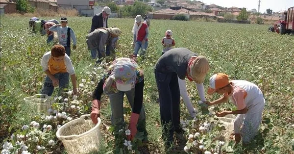 Rüyada pamuk toplamak ne anlama gelir? Rüyada pamuk toplamak neye işarettir? Rüyada pamuk toplamanın yorumu nedir?
