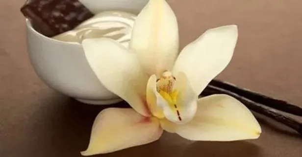 Vanilyanın faydaları nelerdir?