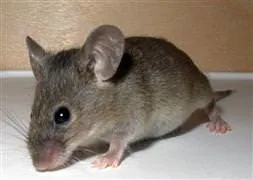 Fareler 10 kişinin ölümüne sebep oldu