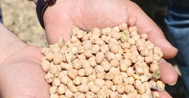 Kanserin ilacı nohut