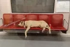 İBB'nin metroya doldurduğu köpekler turisti ısırdı mahkeme faturayı 3 kuruma çıkardı