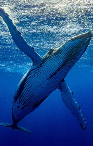 Mavi Balina oyunu nedir? Nasıl oynanır?