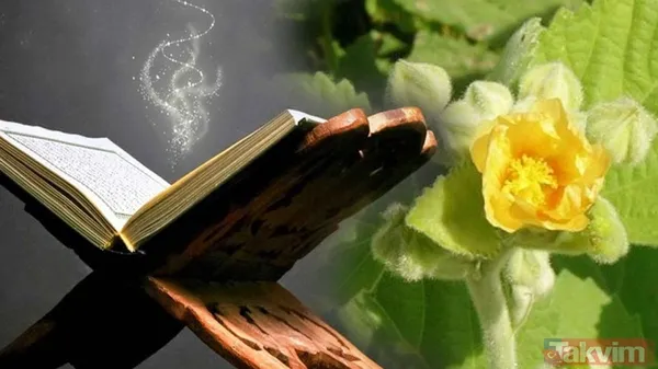 Onlar sıradan besinler değil bilim insanları da doğruladı! Peygamberimiz Hz.Muhammed'in insanlığa tavsiye ettiği yiyecekler - 1