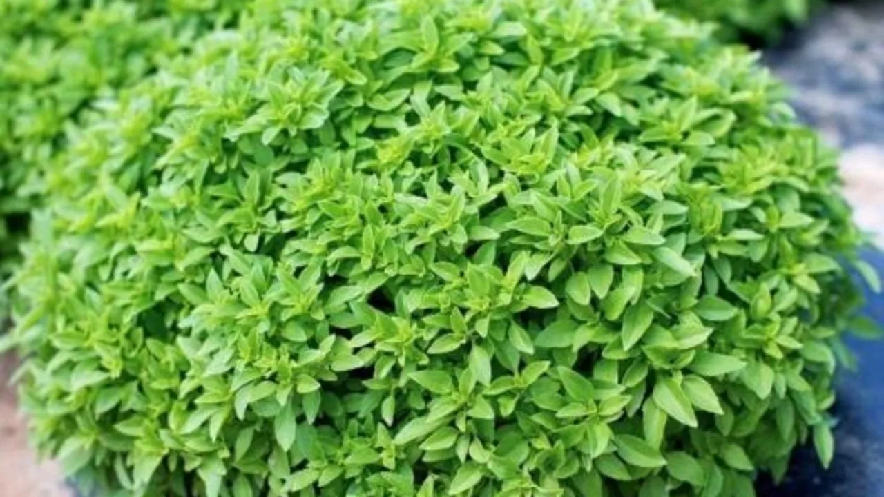 Ağrıya karşı fesleğen