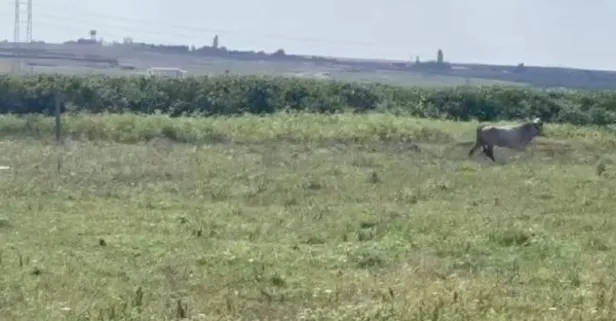 Avcılar'da kurbanlık 7 tosun kaçtı: Bulana ödül!