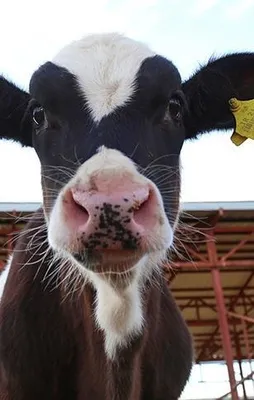 250 Bin Düve Projesi'nde geri sayım başladı