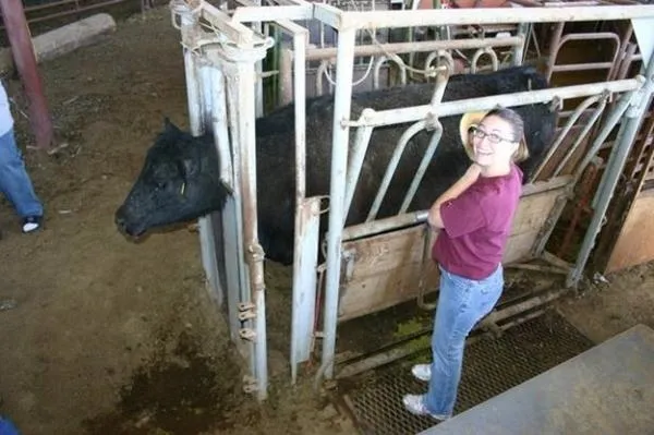 Birkaç litre fazla süt için ineklere yaptıklarına bak-9