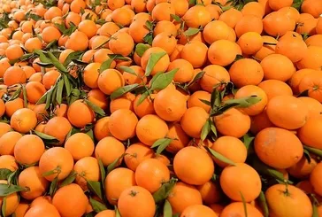 Öksürüğe portakal