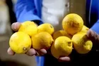 Limonda fark 10 katı aştı! Halde 3, markette 35 TL
