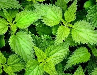 Isırgan otu romatizmanın sonu