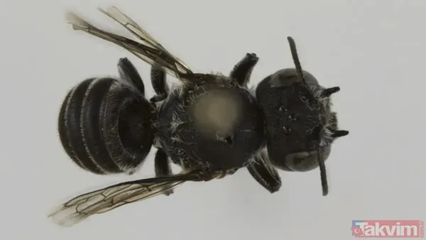 Arılar Doğanın Görünmez Kahramanları Dünya Genelinde Çiçekli Bitkilerin Büyük Bölümü, Arılar Gibi Yabani Tozlayıcıların Varlığına Bağımlı. Ancak Yaşam...