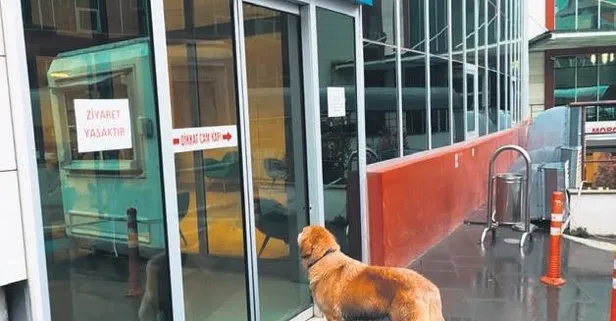 Pot pot isimli köpek, rahatsızlanan sahibini hastane kapısında bekledi Yaşam haberleri