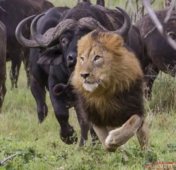 Ava giderken avlandı! Bir anda bufaloların arasında kalan aslanın zor anları (Aslan - Bufalo kavgası) - 25