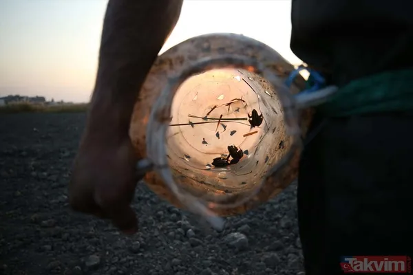 Günlük 900 lira kazanıyorlar! Türkiye'nin birçok ilinden toplanan kurbağalar Avrupa'ya ihraç ediliyor - 14