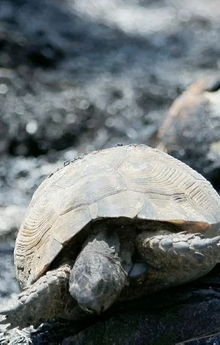 Muğla'daki orman yangını söndürüldü