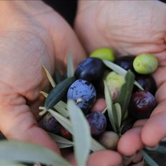 Ömürsün zeytin yaprağı