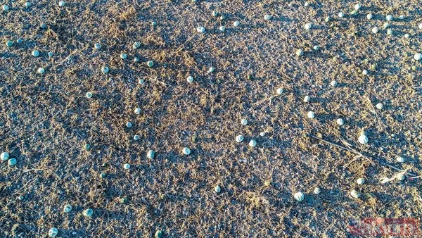 100 milyon lira gelir! Afyonkarahisar'da bal kabağında 50 bin ton rekolte bekleniyor - 4