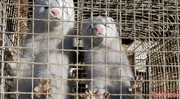 İngiliz hükümetinin ziyaretçi yasağı kararı, bu şekilde alınan seyahat kısıtlaması kararlarından farklı gelişti. Karar, önceki örneklerinin aksine, Cumartesi...
