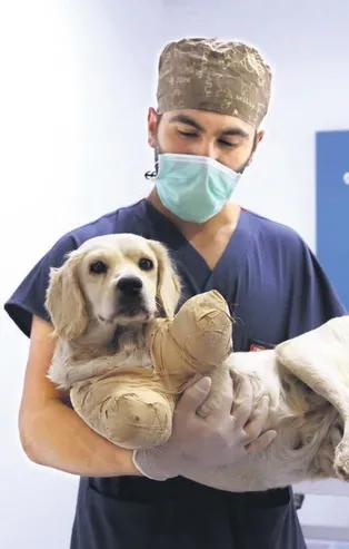 Pamuk’un bu kadar dayanabilmesi bir mucize!