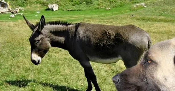 Zorlu doğa koşullarında nakliye için hayvan alımı olacak!
