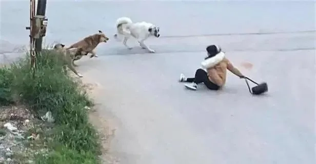 MASAK'ın mama lobisi raporu ortaya çıktı! İşte sokakları terörize eden sözde hayvanseverlerin 4 ayaklı çetesi-2