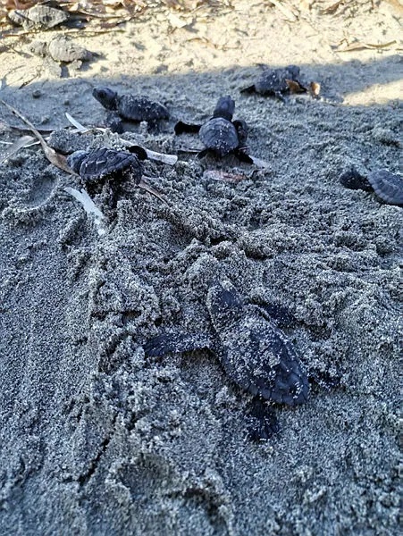 Son dakika: Marmara Denizi'nde ilk kez caretta carettalar görüldü-4