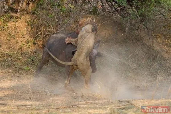 Cesur aslan onlarca sırtlanın arasında girdi! Vahşi doğada şoke eden kare! Sonrasında ise kaçınılmaz ölüm - 48
