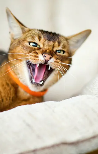 Rüyada kedi görmek ne anlama gelir? Rüyada yavru kedi görmek neye yorumlanır? Rüyada kedi yavrusu sevmek hayırlı mıdır?