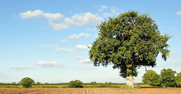 Ziraat Bankası arsa (tarla) kredisi güncel faiz oranı ve ödeme seçenekleri! 5 bin ve 500 bin 36 ay vade imkanı!