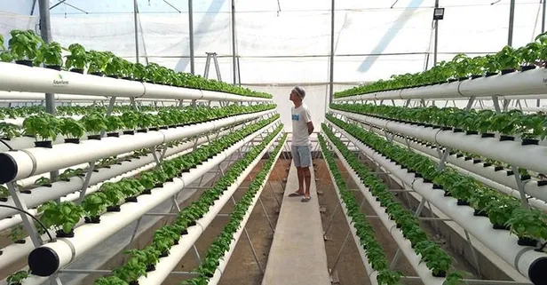 Gıda sorununda yeni model çözüm! Topraksız tarım