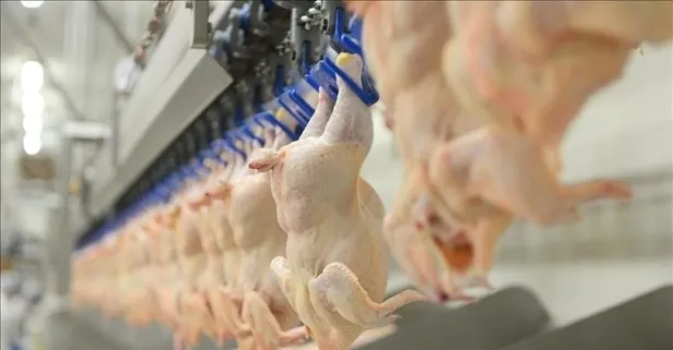 Son dakika: Tavuk eti ihracatında durdurma kararı