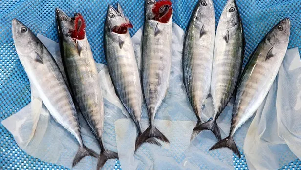 balik-fiyatlari-ne-kadar-oldu-guncel-balik-fiyatlari-2021-levrek-hamsi-istavrit-somon-mezgit-cinekop-cupra-alabalik-1638503026309.jpg Balık fiyatları ne kadar oldu? Güncel balık fiyatları 2021 Levrek, hamsi, istavrit, somon, mezgit, çinekop, çupra, alabalık...-4