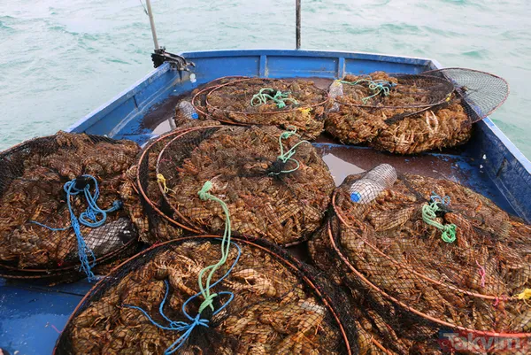 Ayda 100 bin lira kazanıyor! İşletme bitirip köyüne döndü kerevit avlayıp satıyor - 16