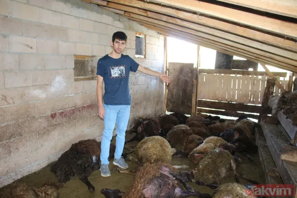 Kurt ağıla girdi! 40 koyun telef oldu 6 koyun yaralandı - 2