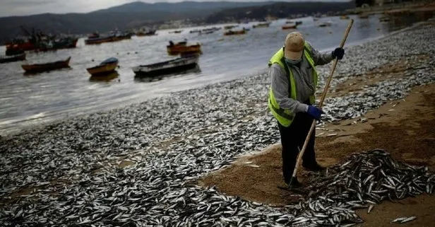 Şili’de binlerce ölü balık sahile vurdu