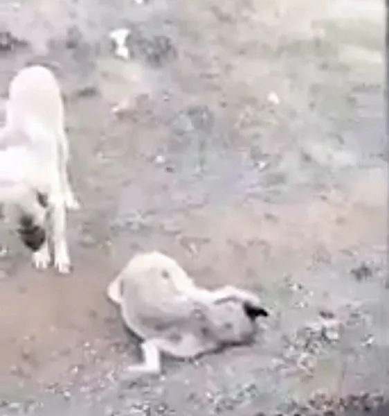 Yürek burkan görüntü! 4 gün boyunca böyle bekledi-2