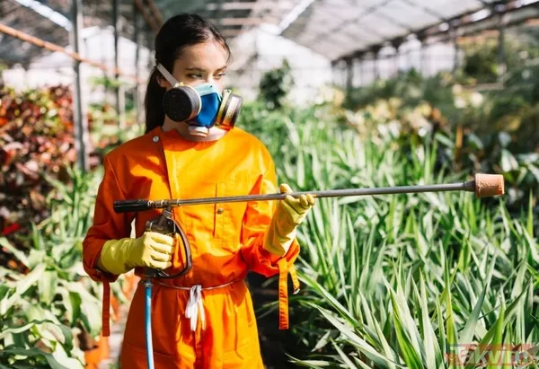 İngiltere ve Türkiye gıda raporu: En çok pestisit içeren meyve ve sebzeler belli oldu - 2