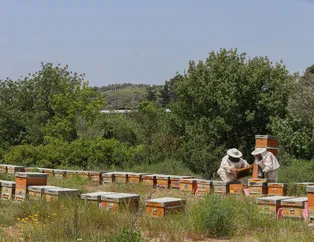 Kadın girişimci "arı sütü" siparişlerine yetişemiyor