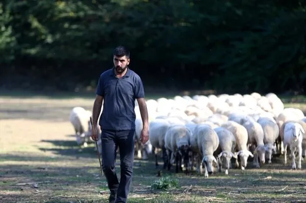 Maaşı 10 bin liraya çıkan çobanlığın yıldızı parladı! Samsun'da Sürü Yönetimi Kursu açıldı-9